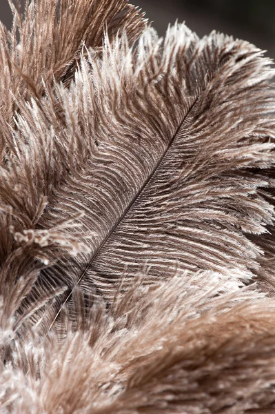 Penas de avestruz — Fotografia de Stock