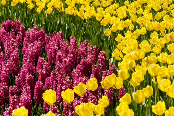 Růžové hyacinty a žluté tulipány — Stock fotografie
