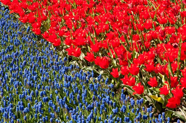 Červené tulipány a společné Modřenec — Stock fotografie