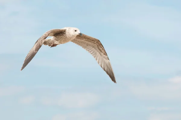 飞行的小海鸥 — 图库照片