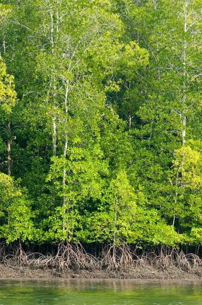 Drzewa mangrowe — Zdjęcie stockowe