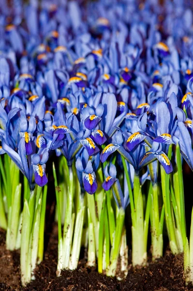 Küçük iris-çiçekler — Stok fotoğraf