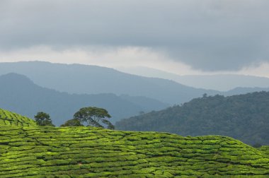 çay plantasyon 3