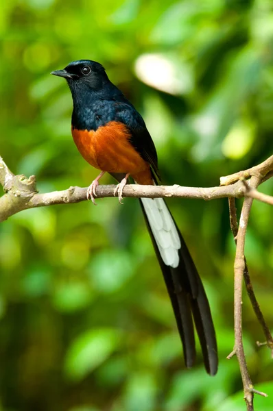 红树林鸟类 — 图库照片