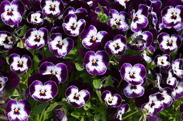 Mor viola üç renkli — Stok fotoğraf