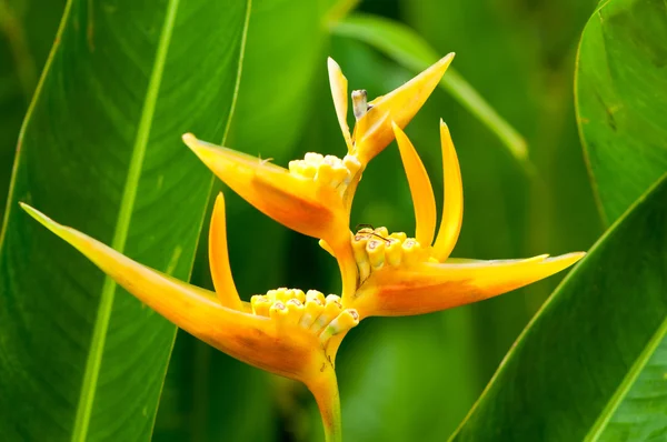 Tropische gele bloemen — Stockfoto