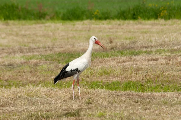 En stork i fältet — Stockfoto