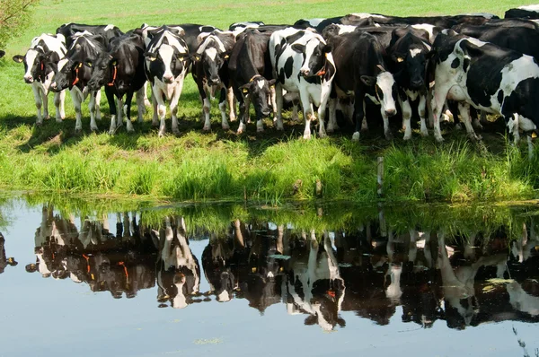Vacas curiosas reflejando — Foto de Stock