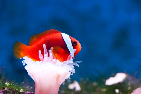 橙色 anemonefish — 图库照片