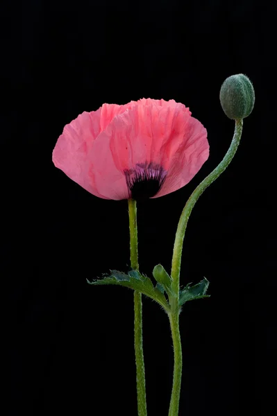 A poppy and flower-bud — Stock Photo, Image