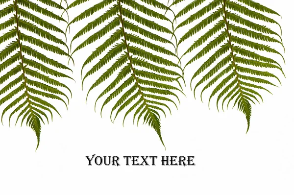 Three ferns — Stock Photo, Image