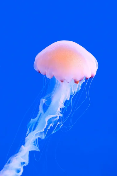 Pink colored jelly-fish — Stock Photo, Image