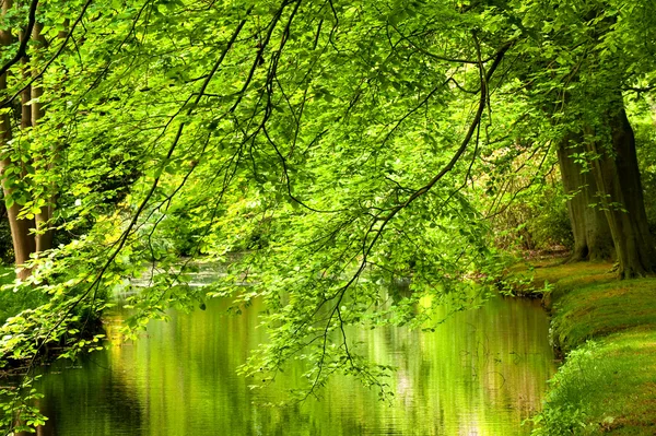Nehir, ağaçlar — Stok fotoğraf