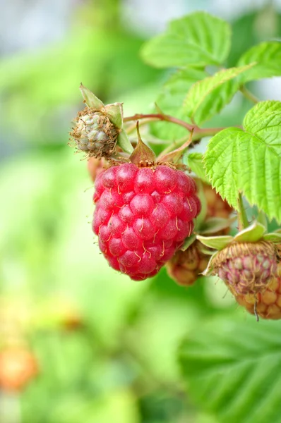 Stock image Ripe raspberries in the garden