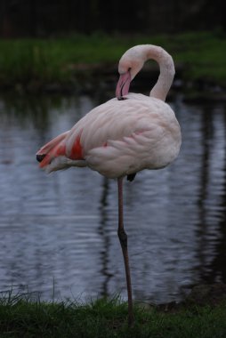 Büyük flamingo çevresi; Rosaflamingo