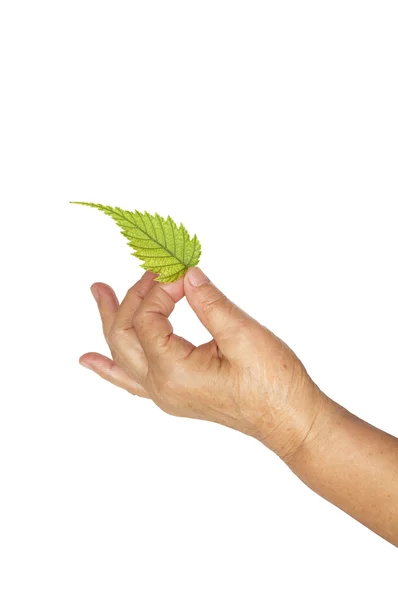 stock image Mature Hand And Fresh Leaf