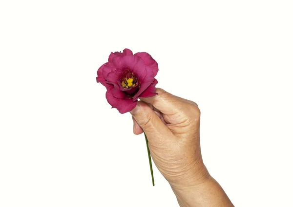 バラを持っている成熟の手 — ストック写真