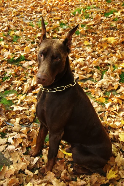 Autumn dog — Stock Photo, Image