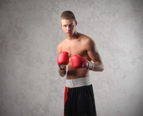 Boxeador —  Fotos de Stock