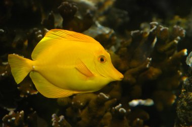 parlak sarı tropikal balık