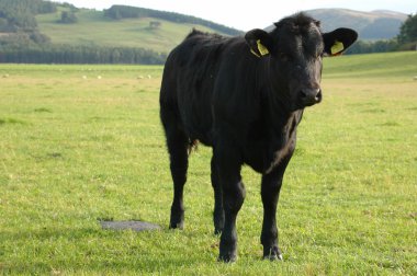 Farming Image of a Calf on Pasture clipart