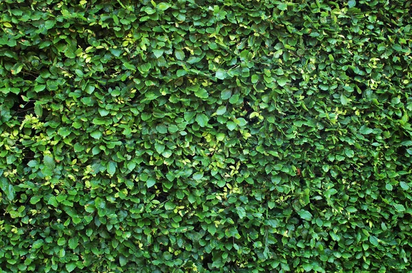 Abstract Background Texture of a Hedge — Stock Photo, Image