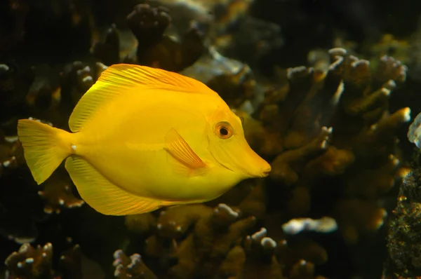 明るい黄色の熱帯の魚 — ストック写真