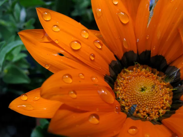 Vatten på en ljus orange blomma — Stockfoto