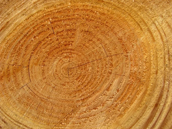 Textura de fundo abstrata de madeira cortada — Fotografia de Stock