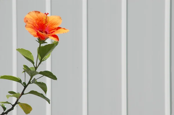 Hibiscus bloem op witte piket hek — Stockfoto