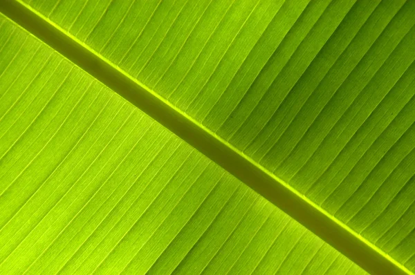 Fundo abstrato da folha tropical — Fotografia de Stock