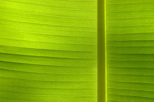 Abstract background texture of a leaf — Stock Photo, Image