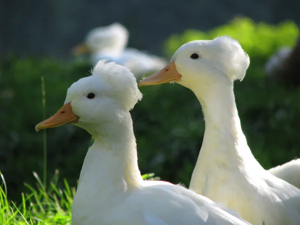 Dois patos de crista branca — Fotografia de Stock