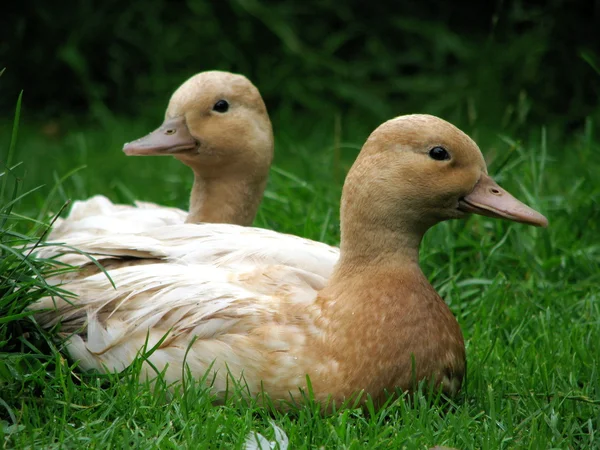 Pair of Domestic Call Ducks — Stock Photo, Image