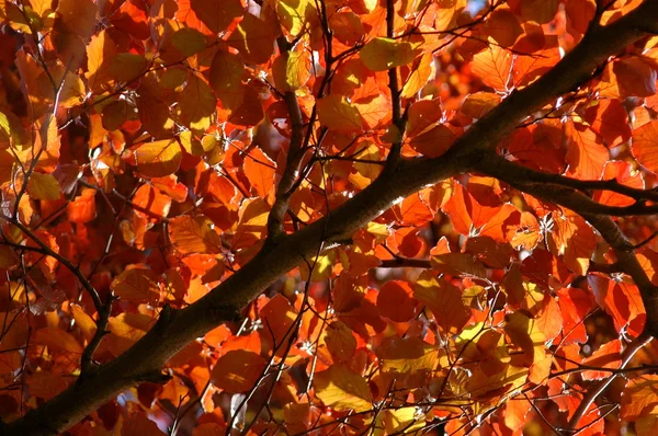 Baldachýn pf podzim listí — Stock fotografie