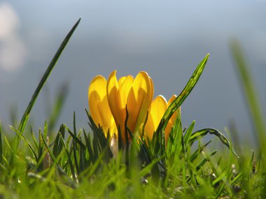 flor amarillo azafrán en primavera