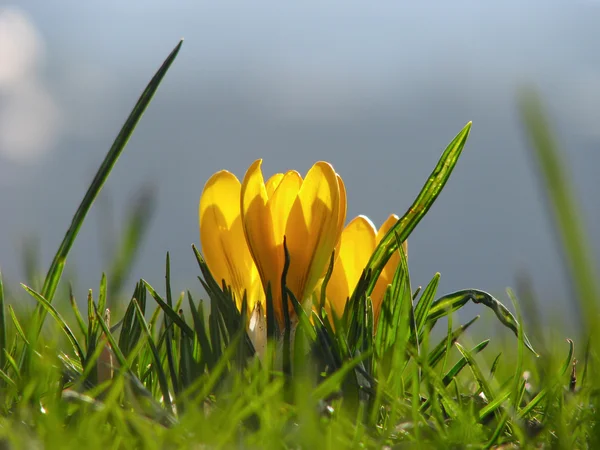 Gele crocus bloem in de lente — Stockfoto