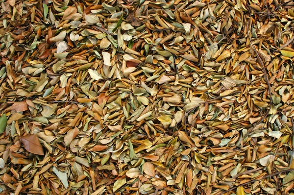 Resumen Textura de fondo de hojas caídas —  Fotos de Stock