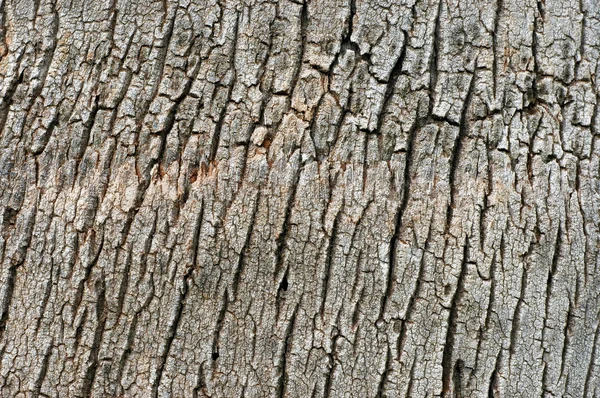 Antecedentes da casca tropical da árvore — Fotografia de Stock