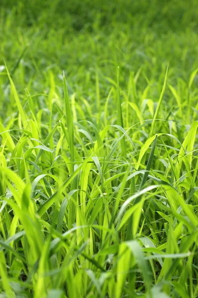 Tło trawą — Zdjęcie stockowe