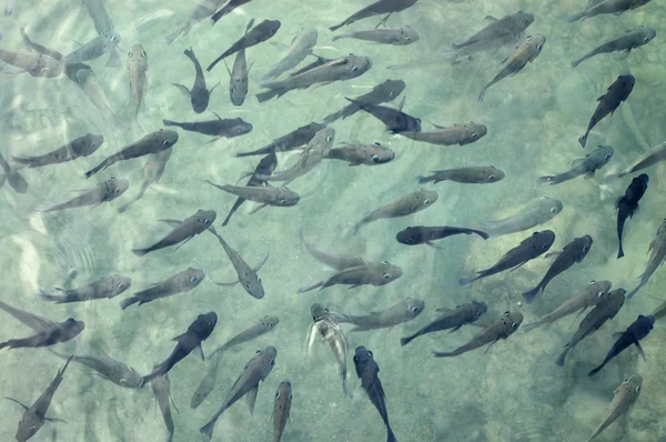 Antecedentes de un grupo de peces tropicales de plata —  Fotos de Stock