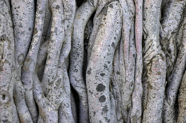 Hintergrund der tropischen Banyan-Baumreben — Stockfoto