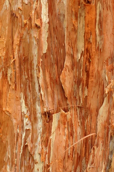 Textura de fundo da árvore da casca de papel — Fotografia de Stock
