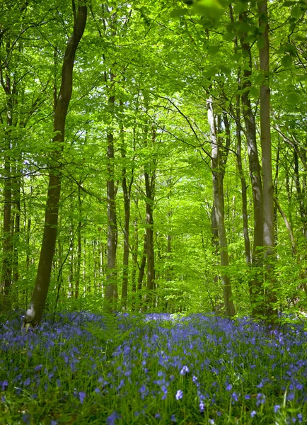 stock image Bluebells in wood