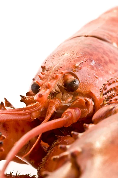 Gotowane homar świeży na białym tle — Zdjęcie stockowe