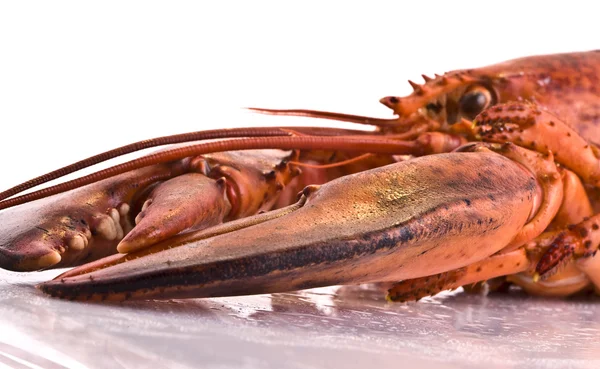 Gotowane homar świeży — Zdjęcie stockowe