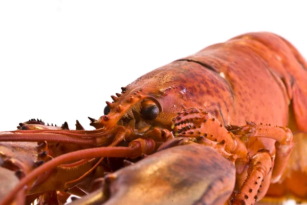 Gotowane homar świeży — Zdjęcie stockowe