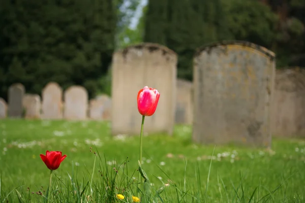 Tulipány v hřbitově — Stock fotografie