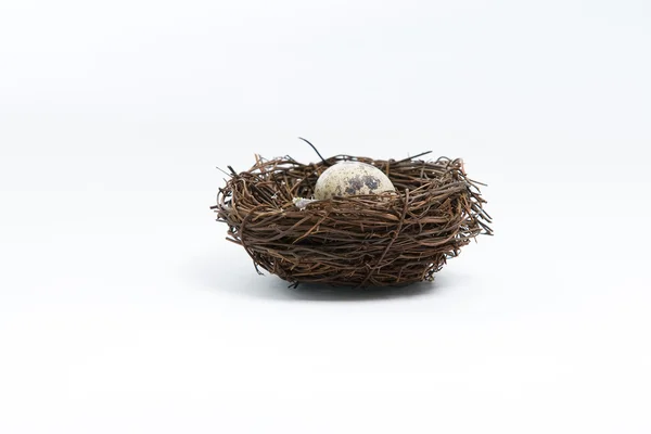 Ägg i fågelbo Stockbild