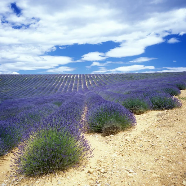 Lavendelfält — Stockfoto